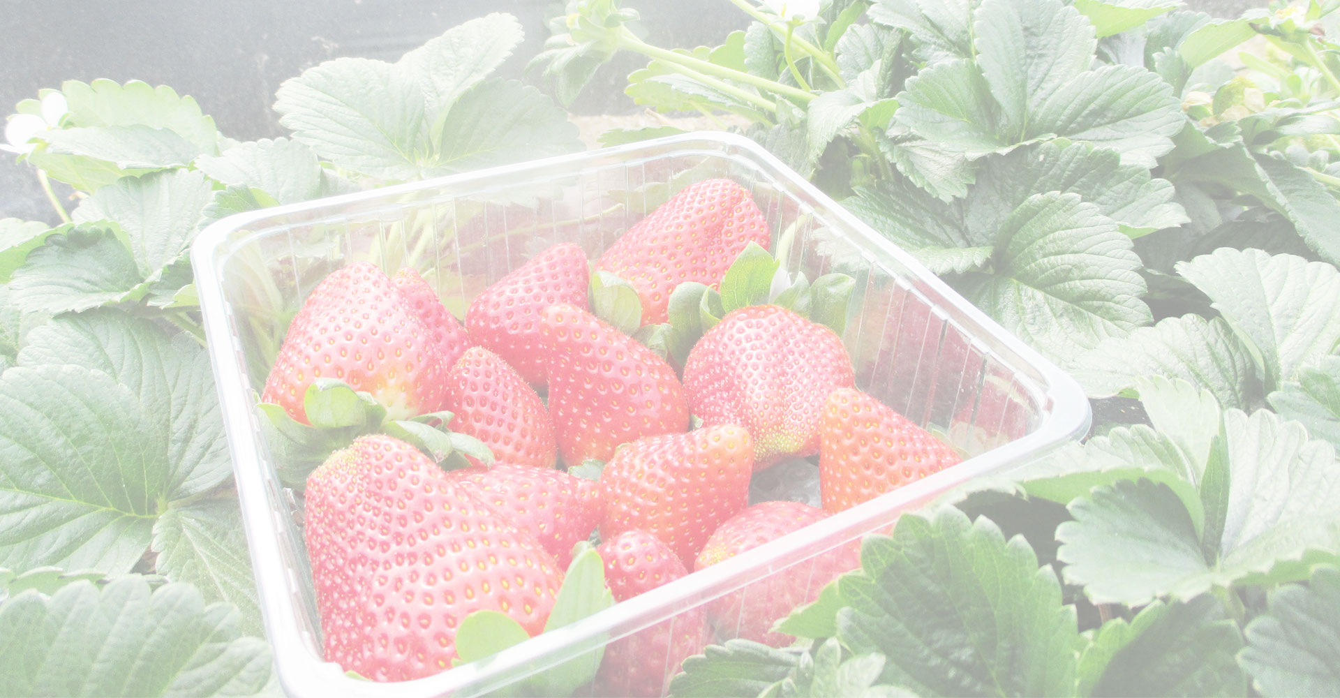 fresa primavera
