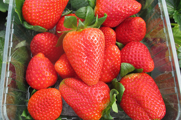 fresa madura, variedad primavera. fresa primavera