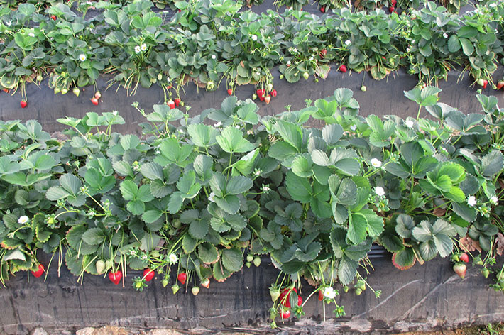 planta de fresa primavera