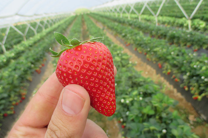fresa primavera