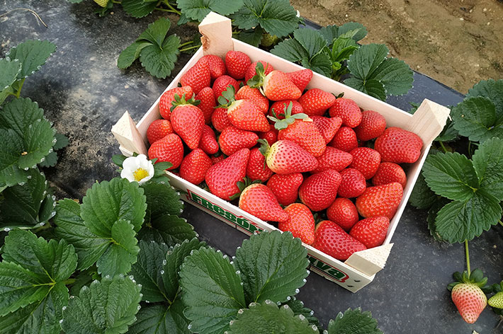 jaula de fresa primavera