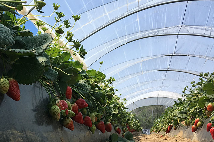 cultivo de fresa primavera en invernadero