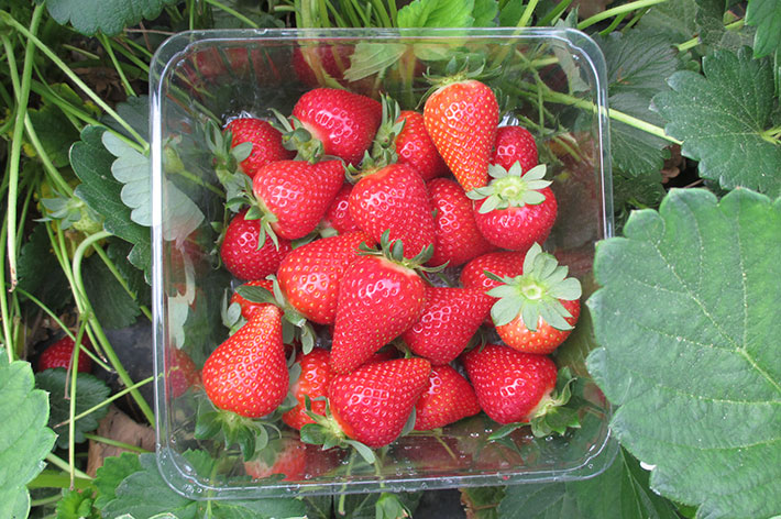 fresa primavera