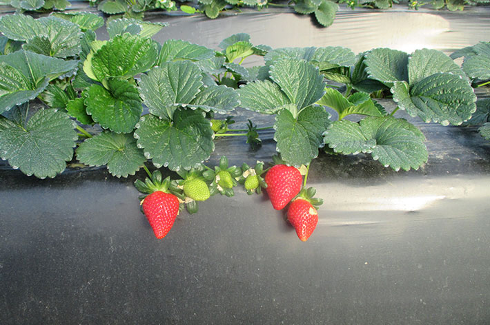 planta de fresa primavera