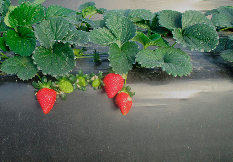 fresa primavera
