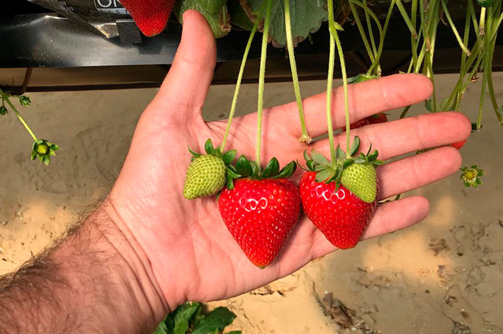 Green Strawberry Primavera and ripe Strawberry Primavera